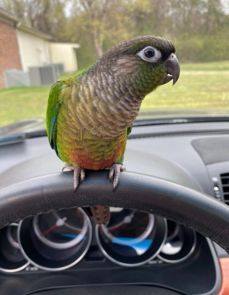 Tico