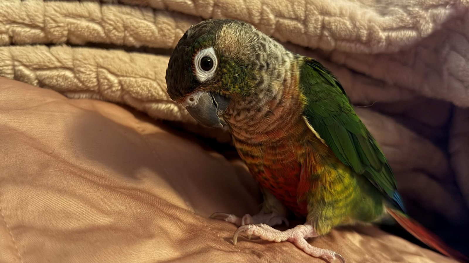 tico
