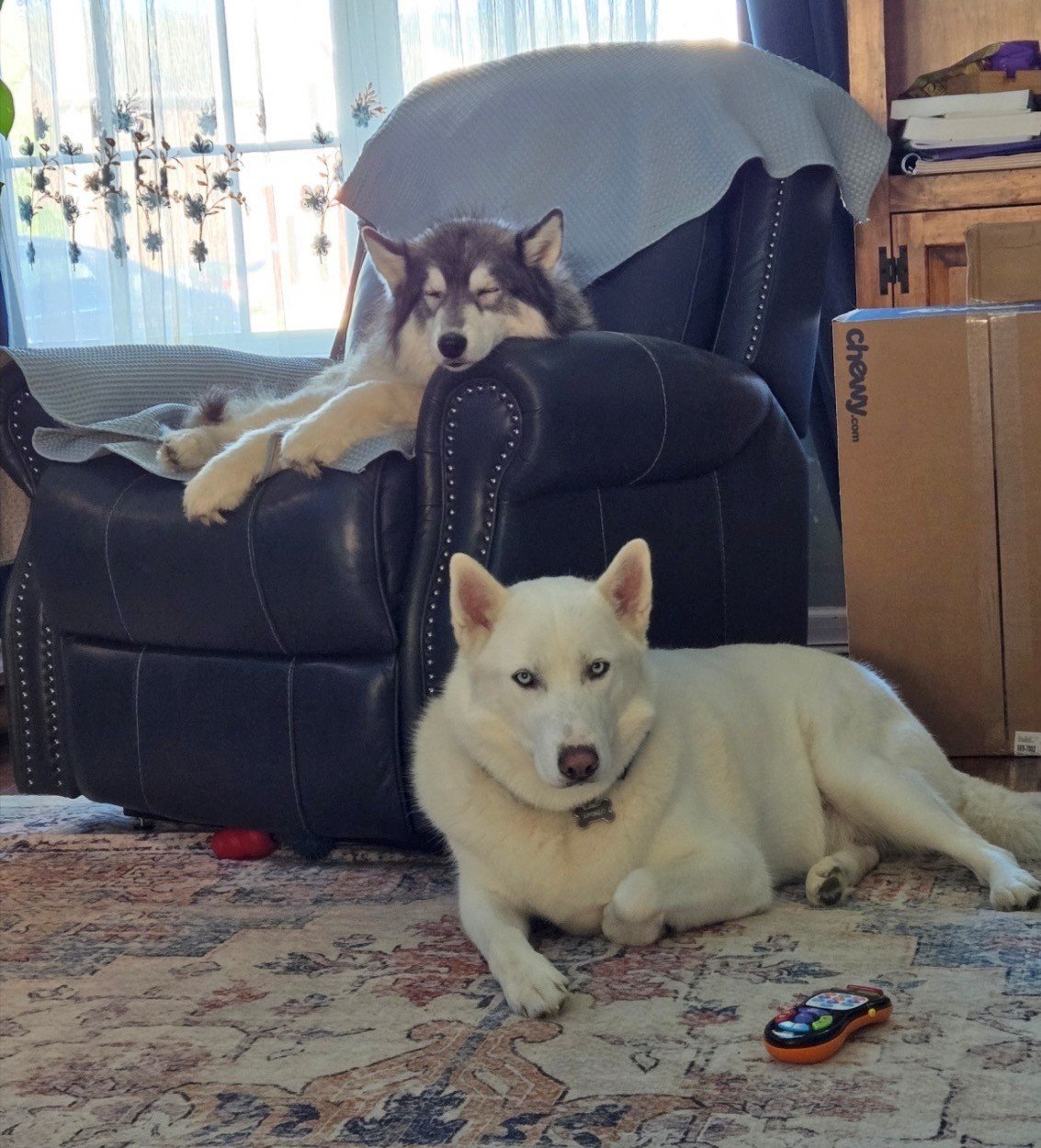 huskies